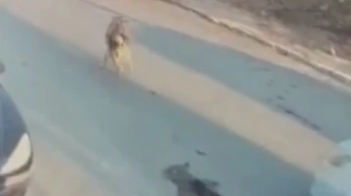 Silivri'de vicdansızlık: Köpeğin ölümüne neden olan sürücü tutuklandı