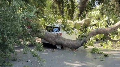 Bakırköy’de asırlık ağaç otomobilin üzerine devrildi
