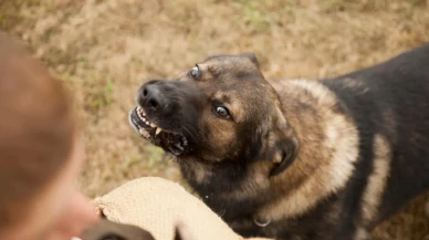 Vali Gül köpek sorunu için net süre verdi