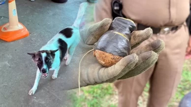Köpeğin eve getirdiği cisim dehşete düşürdü!