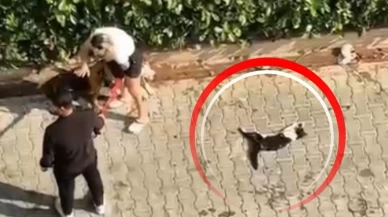 Sokak kedisini öldürdü, sahibi 'Polisi aramayın' dedi
