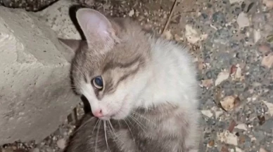 Yavru kediye işkence eden 2 kişi aranıyor
