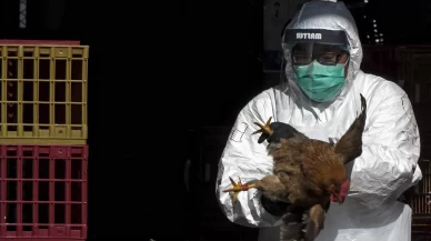 Kuş gribinde korkutan gelişme! İlk kez o hayvanda görüldü
