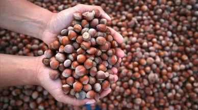 Fındık üreticisinin beklediği haber geldi!