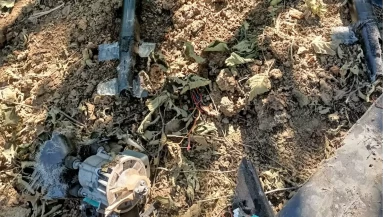 Fındık bahçesinde şüpheli cisim paniği