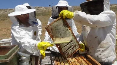 Mersin'de hasadı başladı! Bu yıl hem kalitesi arttı hem de verimi