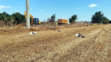 Tekirdağ’da yaklaşık 30 leylek tarlada ölü bulundu