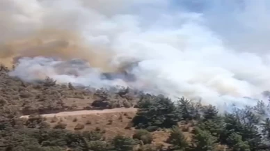Kamyondan ormana sıçradı