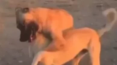 Köpekleri dövüştürüp canlı yayın yaptılar