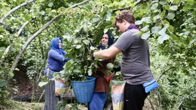 Giresun'da zorlu fındık mesaisi başladı! Bahçeye girenler aynı şeyi söyledi