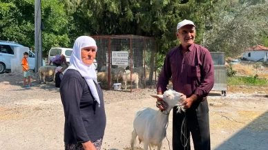 Seydikemer'de çiftçilere 114 küçükbaş hayvan teslim edildi