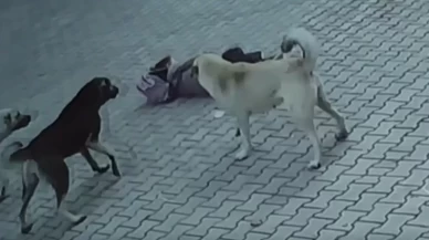 Yargıtay'dan kritik köpek saldırısı kararı!