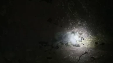 Tunceli'de yaban domuzu ile boz ayı aynı karede görüntülendi