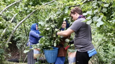 Giresun'da zorlu fındık mesaisi başladı! Bahçeye girenler aynı şeyi söyledi