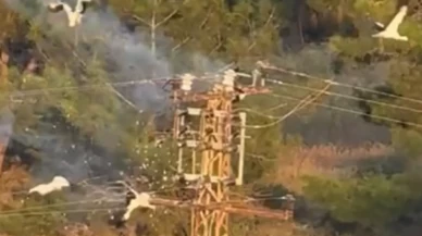 Elektrik direğine konan 3 kuş telef oldu