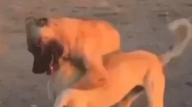 Köpekleri dövüştürüp canlı yayın yaptılar