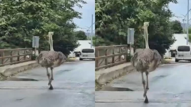 Hayvanat bahçesinden kaçan deve kuşu trafiği karıştırdı