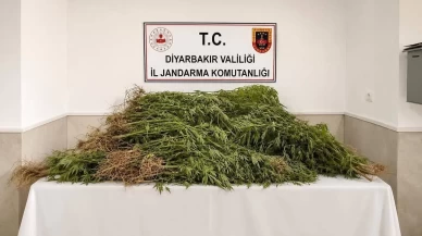 Diyarbakır’da uyuşturucu operasyonları: 14 bin 92 kök kenevir ele geçirildi