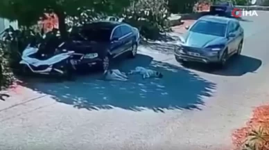 Bodrum’da otomobil 2 köpeğin üzerinden geçti!