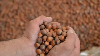 Ticaret Bakanlığı harekete geçti! Fındık piyasasında denetim başlatıldı