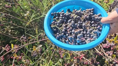 Diyabet ve kansere kalkan oluyor!