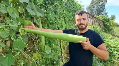 Denemek için ekti, boyu 1 metreyi aştı!