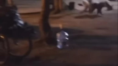 Çadırın yanına gelen aç ayıyı 'Hoşt' diyerek kaçırdılar!