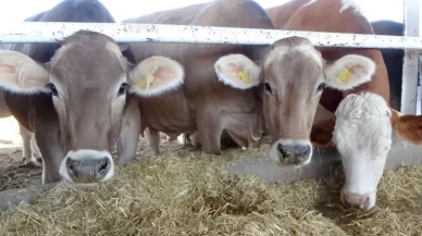 Tanımlanmamış hayvanlar için yeni uygulama