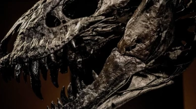 T-rex araştırmasında şaşırtıcı keşif