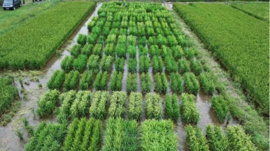 Karadeniz Tarımsal Araştırma Enstitüsünden yüksek verimli pirinç çalışması