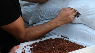 TMO'nun kuru üzüm fiyatları belli oldu! Alımlar o tarihte başlıyor