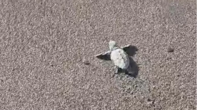 Bodrum’da yavru caretta carettalar denizle buluştu