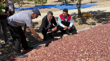 Denizli’de Antep fıstığı hasadı başladı!