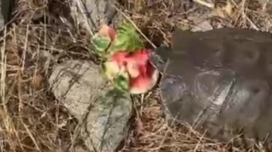 Susayan kaplumbağaya karpuz ikramı