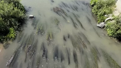 Ardahan'da Kura Nehri'nde gizemli balık ölümleri!