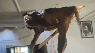 Aydın'da ilginç olay!