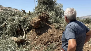 İsrail askerleri zeytin hasadına günler kala Filistinlilerin ağaçlarını kökünden söktü!