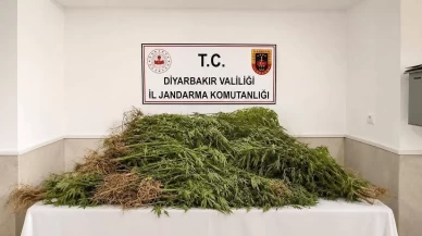 Diyarbakır’da uyuşturucu operasyonları: 14 bin 92 kök kenevir ele geçirildi
