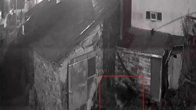 Yerleşim yerine inen kurt, köpeğe saldırdı!