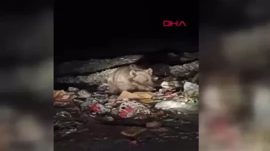 Bingöl’de ayı ve kurtlar yerleşim yerine indi!