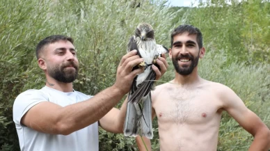 Kızıl şahinin imdadına 3 arkadaş yetişti