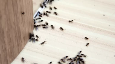 Evdeki karınca sorununa karşı uygulanabilecek yöntemler