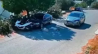 Muğla'da akılalmaz olay! Otomobil iki köpeğin üzerinden geçerek bir şey olmamış gibi yoluna devam etti