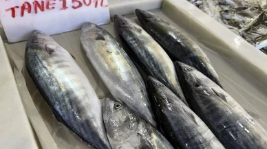 Tekirdağ’da av sezonu palamut bereketiyle başladı