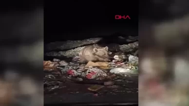 Bingöl’de ayı ve kurtlar yerleşim yerine indi!