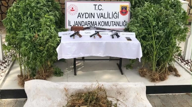 Kuyucak’ta ormanda kenevir yetiştiren şüpheli tutuklandı