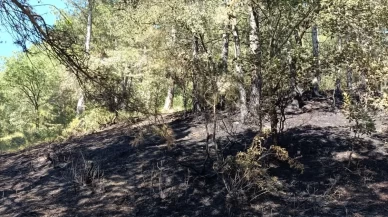 Bolu’da bahçede başlayan yangın ormana sıçradı