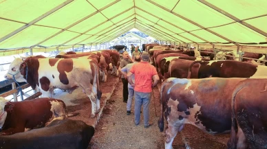 Şap vakaları sonrası flaş karar! İki pazarı daha kapatıldı