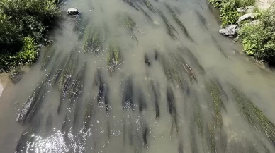 Ardahan'da Kura Nehri'nde gizemli balık ölümleri!