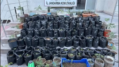 Eskişehir’de saksılarda kenevir yetiştiren şüpheli tutuklandı